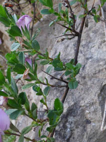 Ononis repens